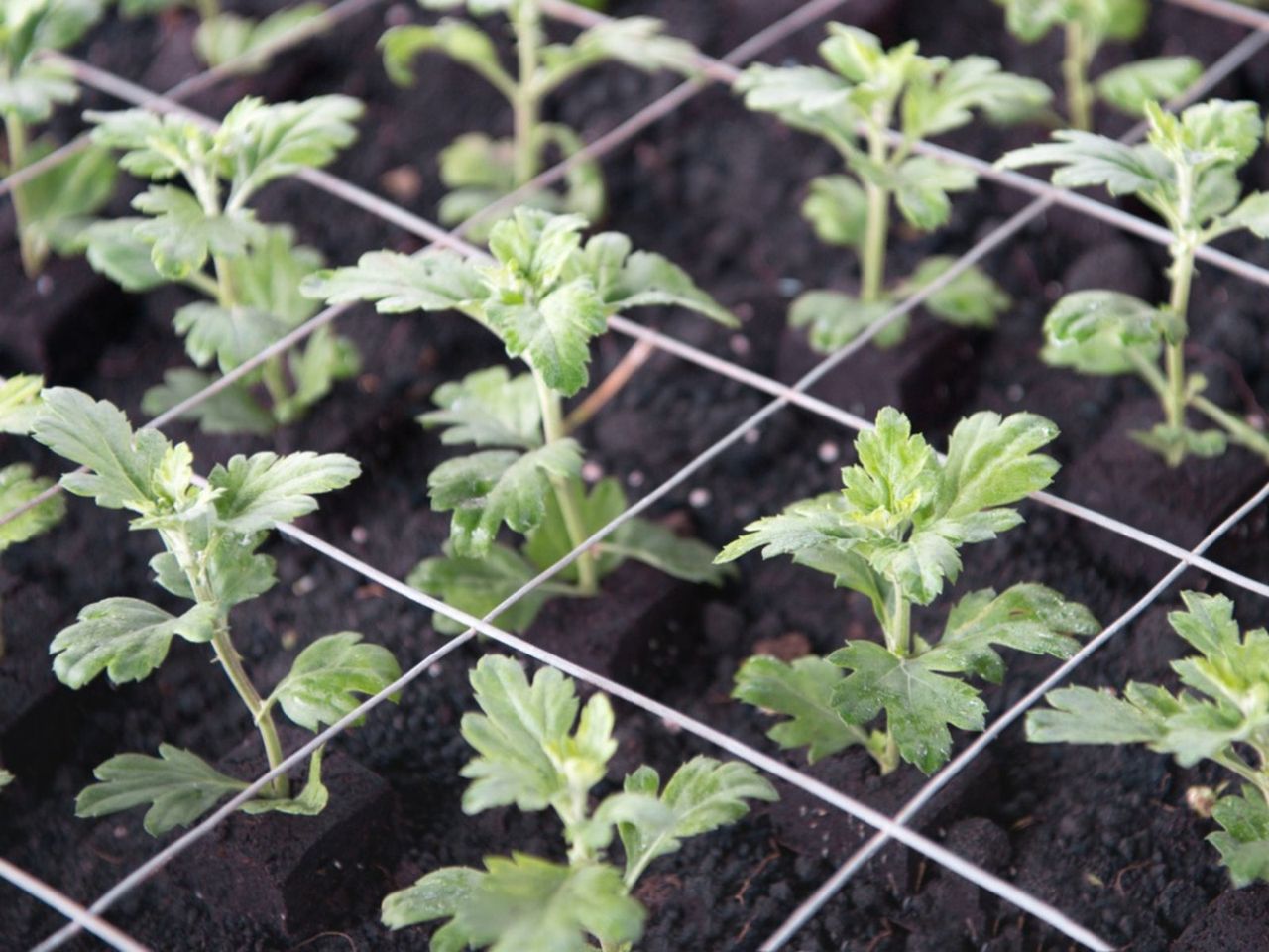 Chrysanthemum Sprouts In Soil