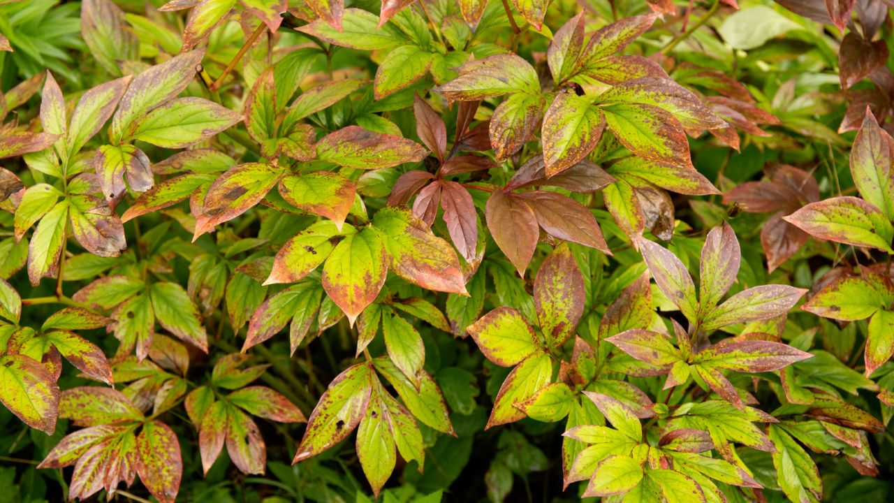 Peony diseases affecting plant leaves