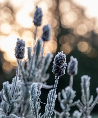 Flowers in frost