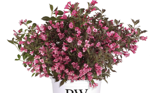 weigela plant