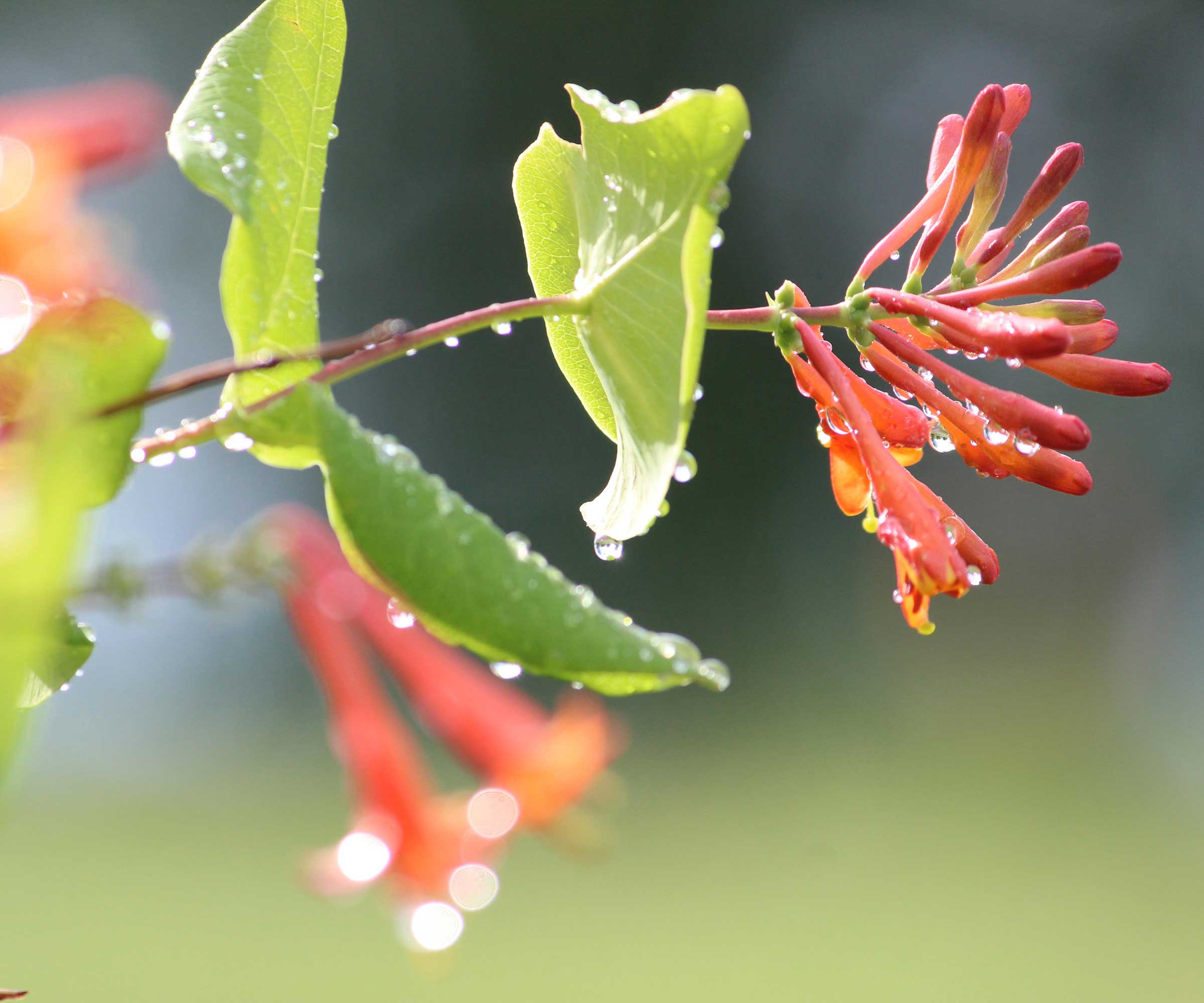 &#039;Major Wheeler&#039; honeysuckle in flower