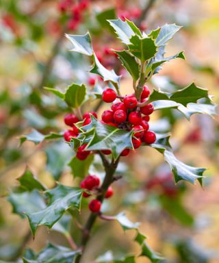 Close up of Red-Berried English Holly / Ilex Aquifolium