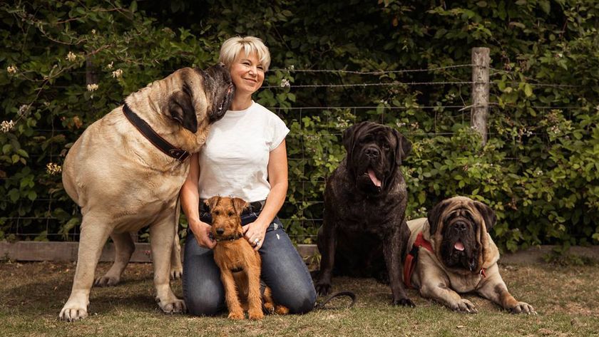 Helen Masters with her three mastiffs and terrier