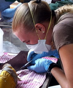 Testing for exposure to certain zoonotic pathogens.