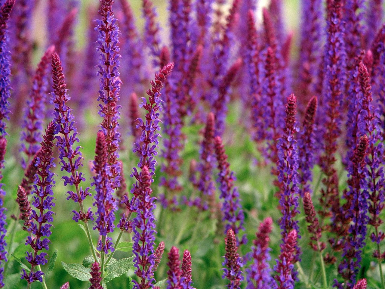 Salvia Nemorosa Superba growing in mixed border