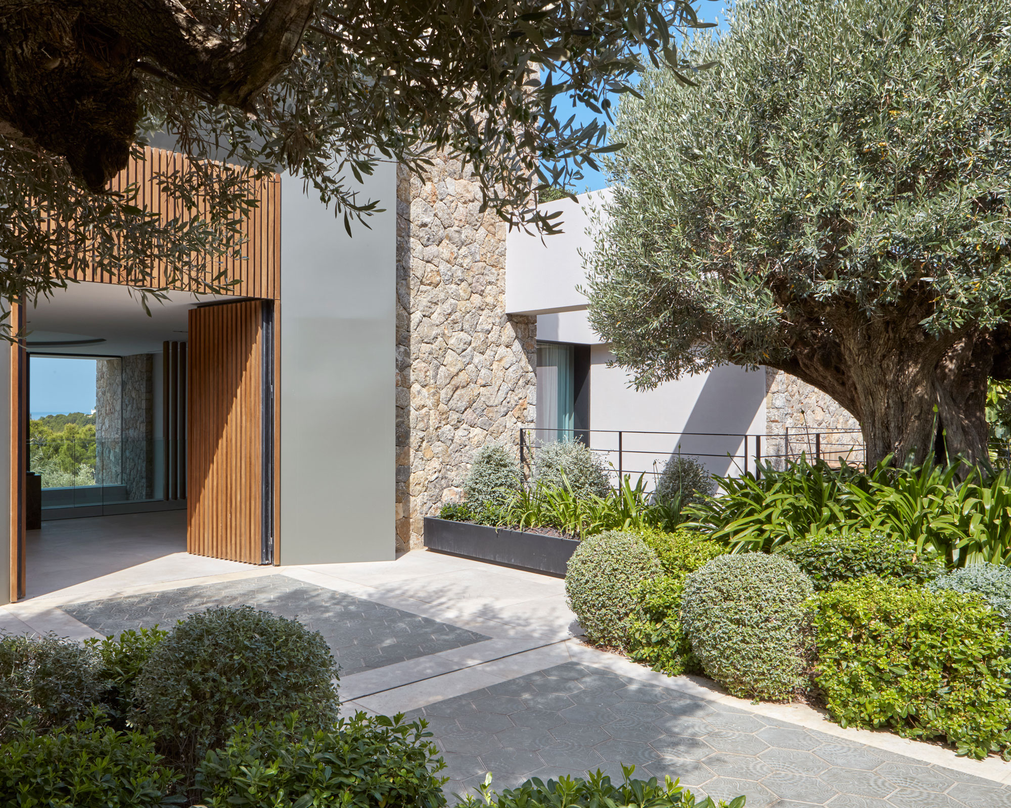 Mediterranean garden design with mature olive tree, clipped topiary and silver-grey foliage