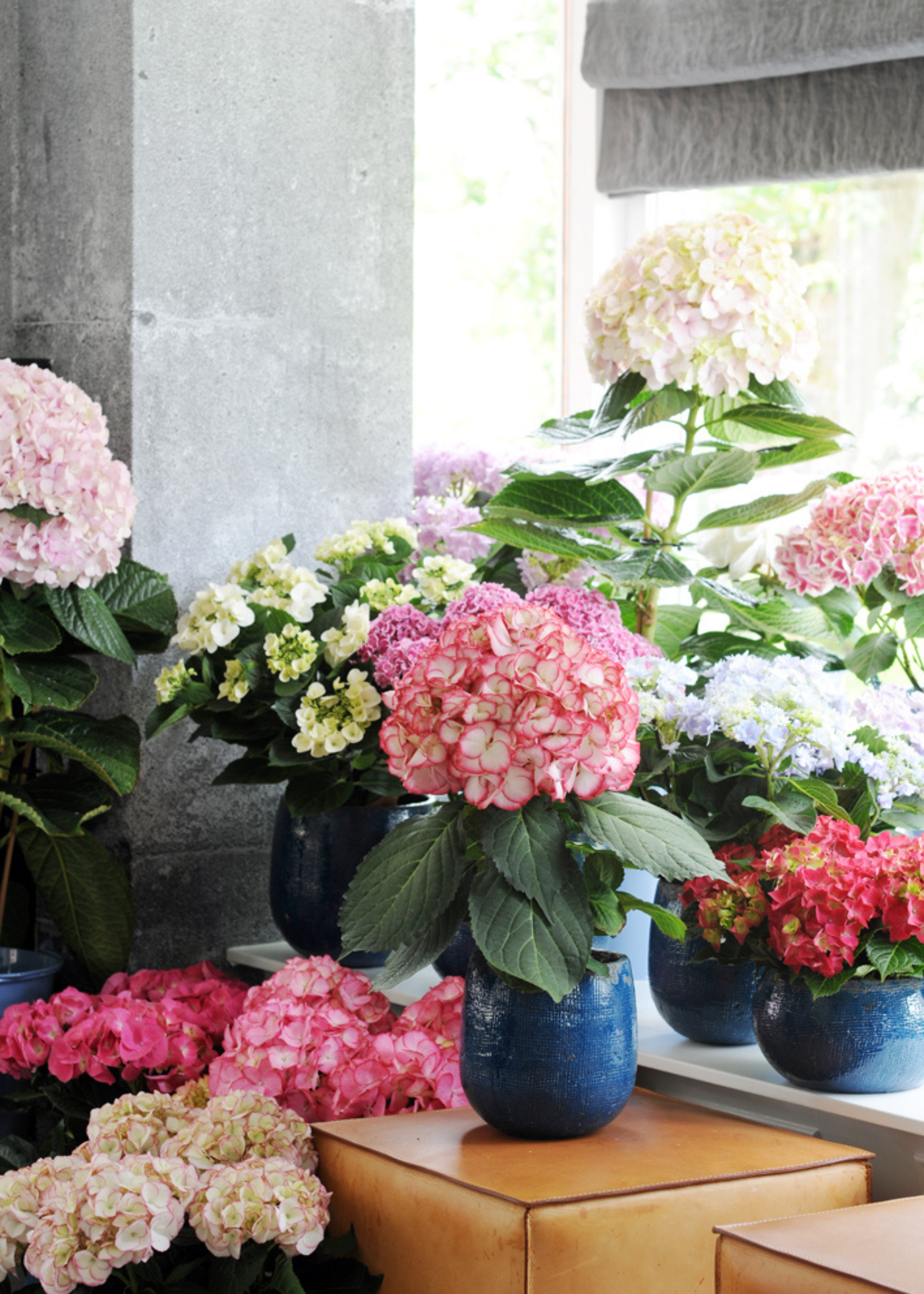 A set of potted hydrangeas in pink, lilac, white and purple on wood plinths