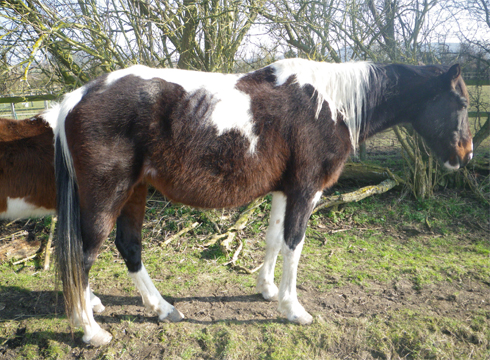 rspca1.jpg
