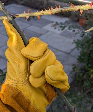 thornproof gardening gloves holding roses