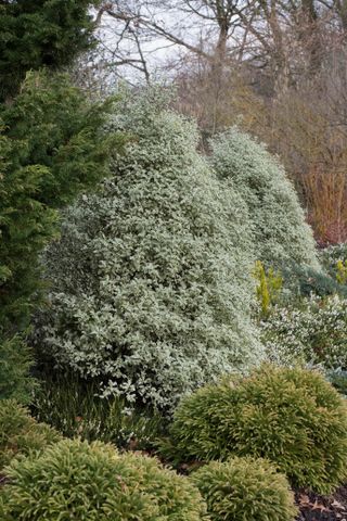 Pittosporum privacy hedge