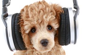 Poodle wearing headphones