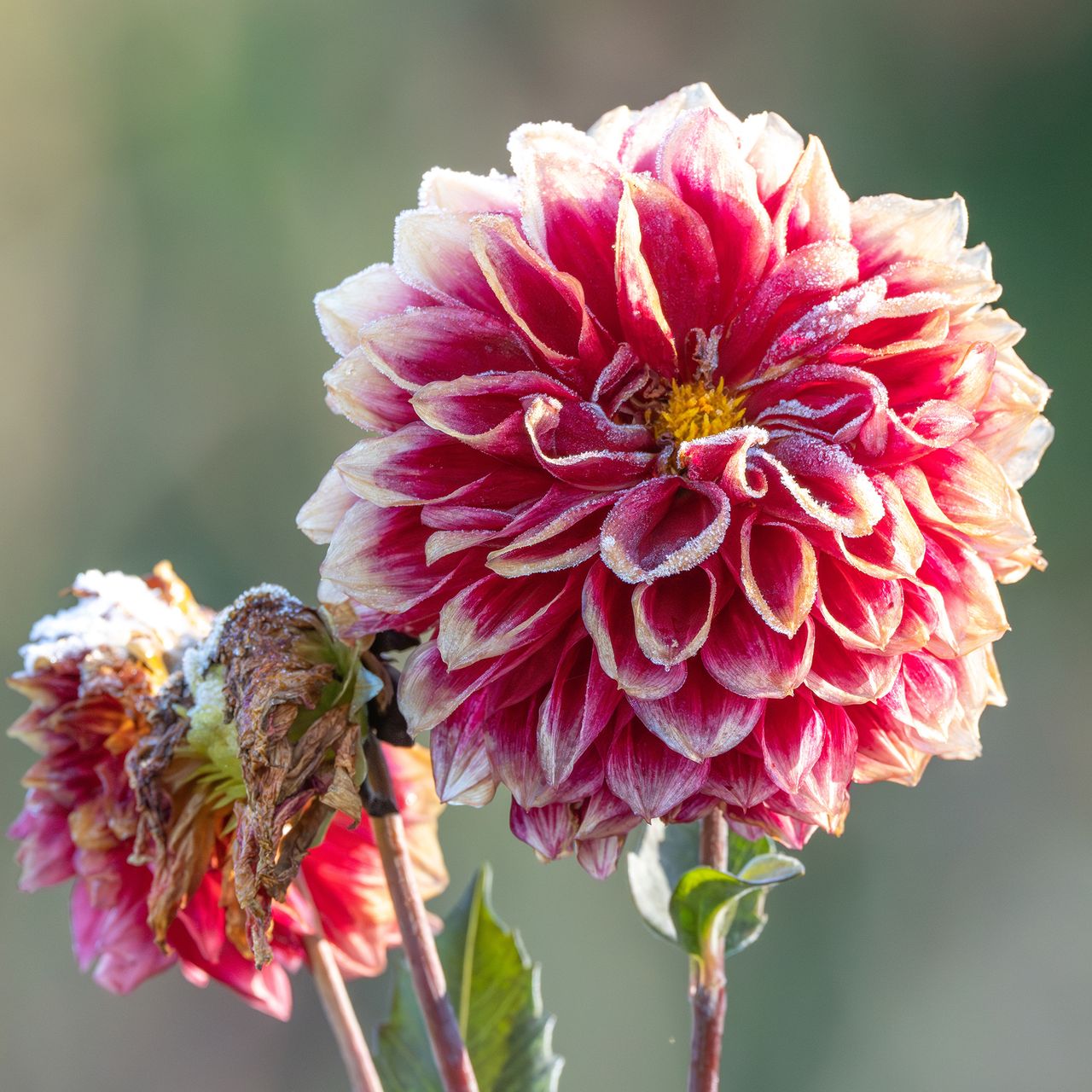 A close up of a dahlia flower coated in frost with blurred colorful background