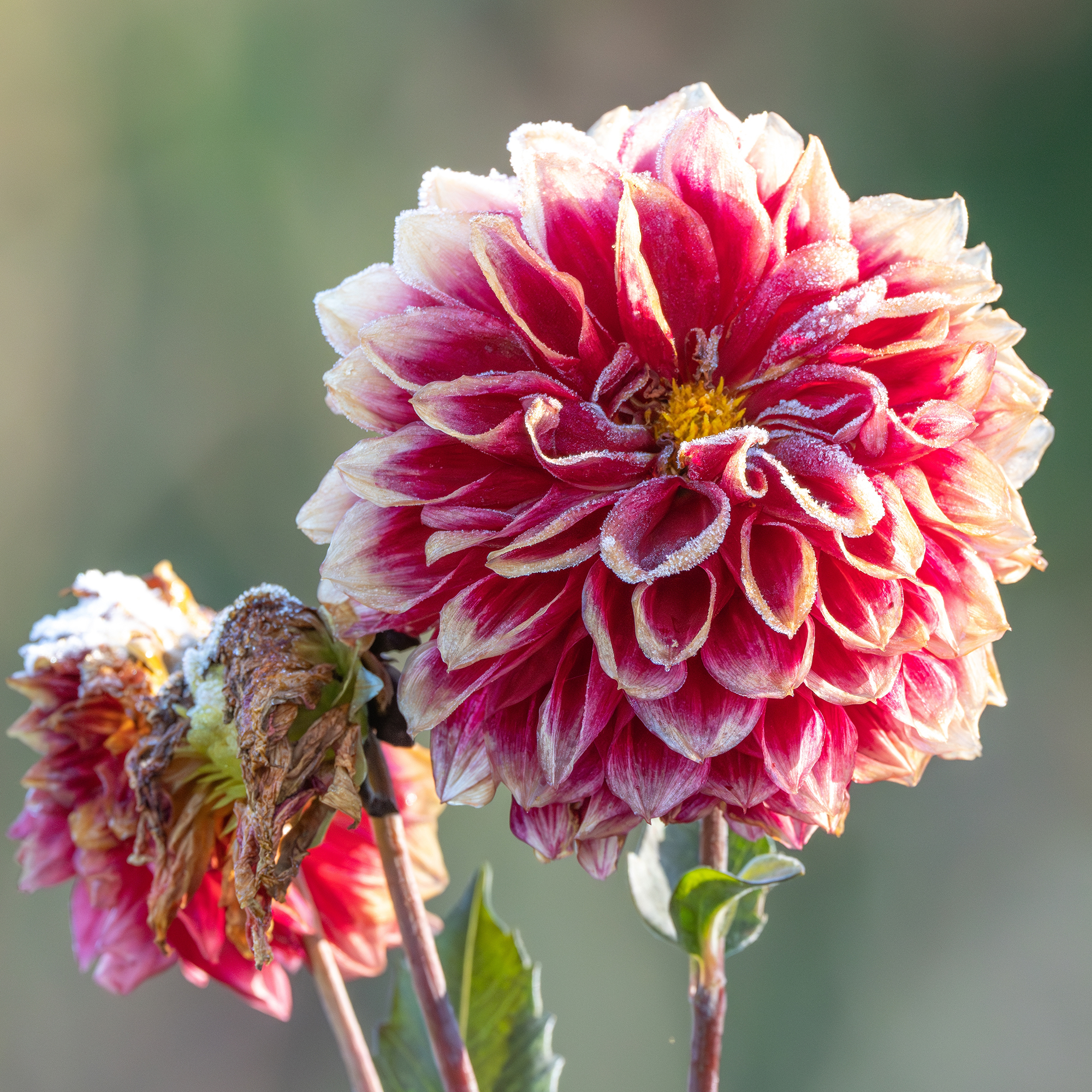 A close up of a dahlia flower coated in frost with blurred colorful background
