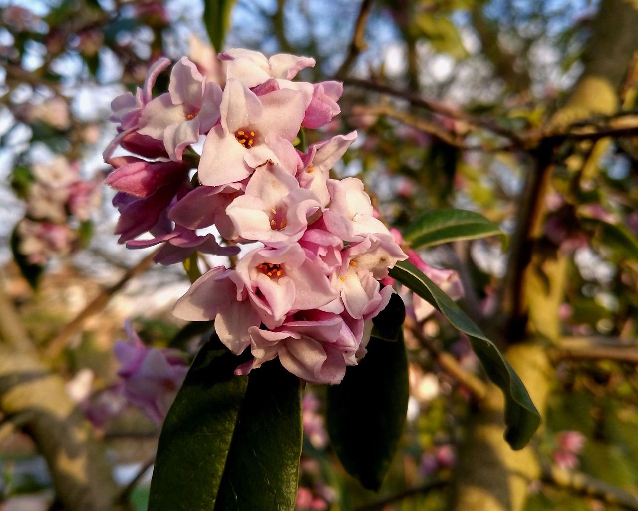Daphne bholua ‘Jaqueline Postill’