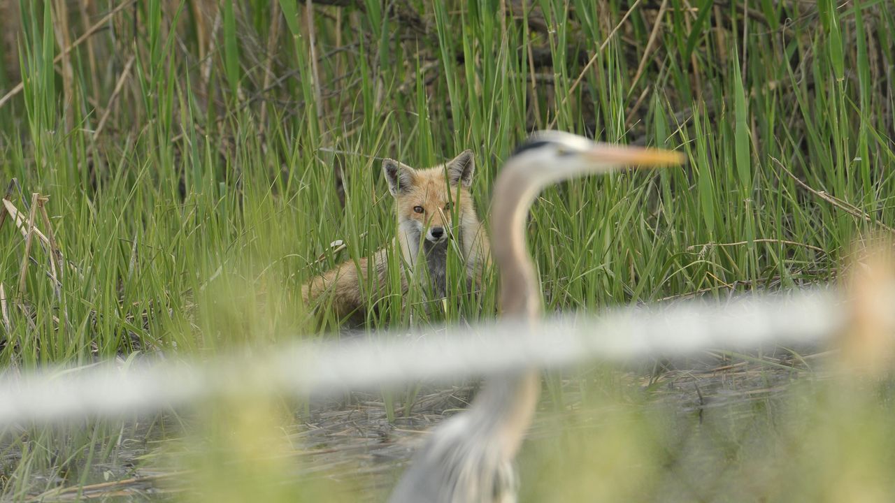 A fox tracks the heron with the snake eel hanging out of its stomach.