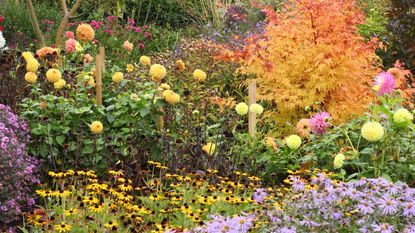 autumn garden borders with colorful plants