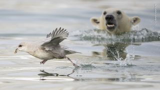 Polar bear in the water with a bird