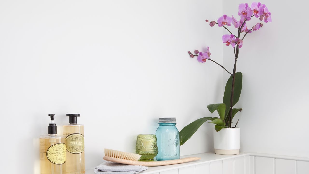 A pink orchid plant in a bathroom