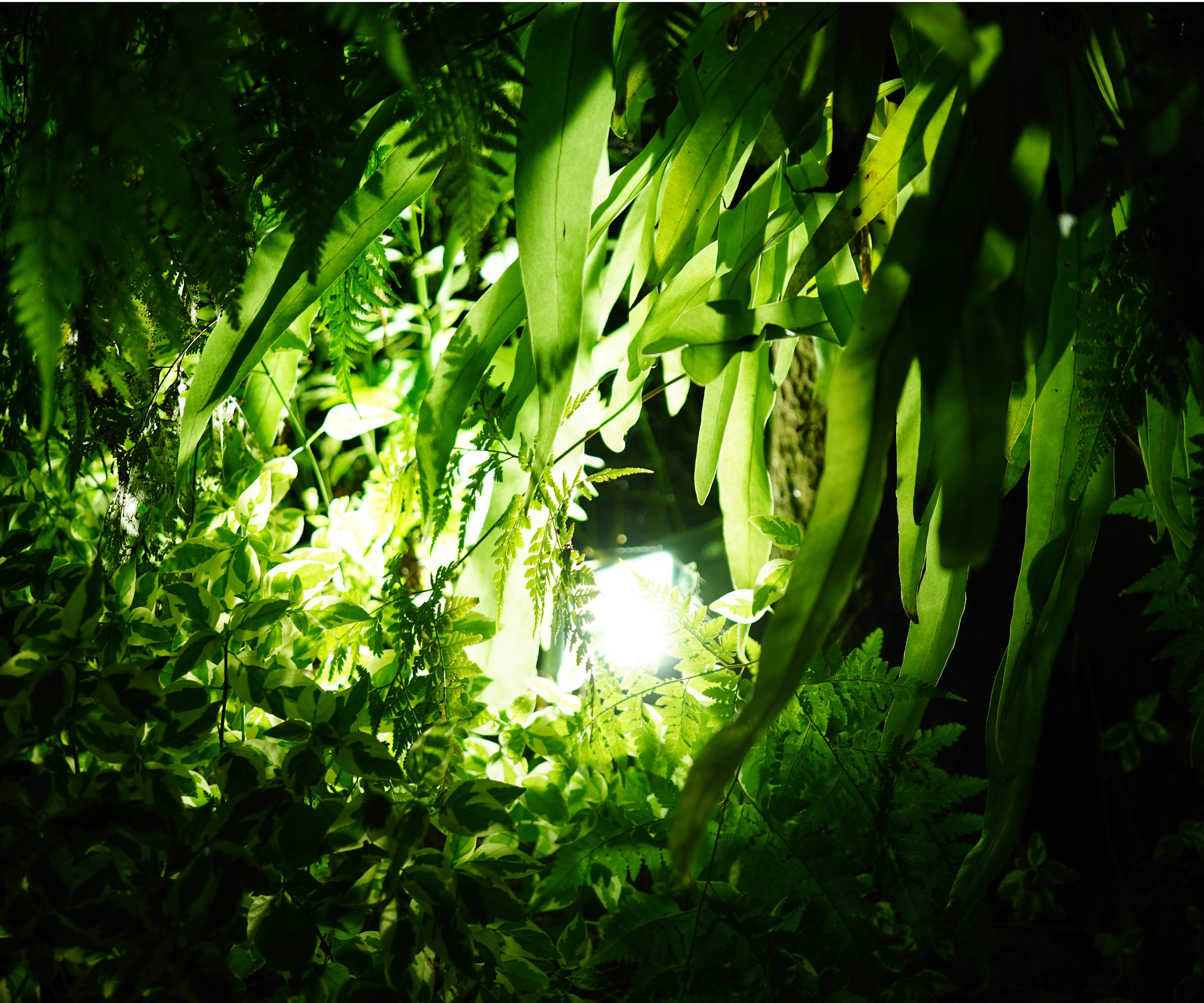 Moonlighting in plants