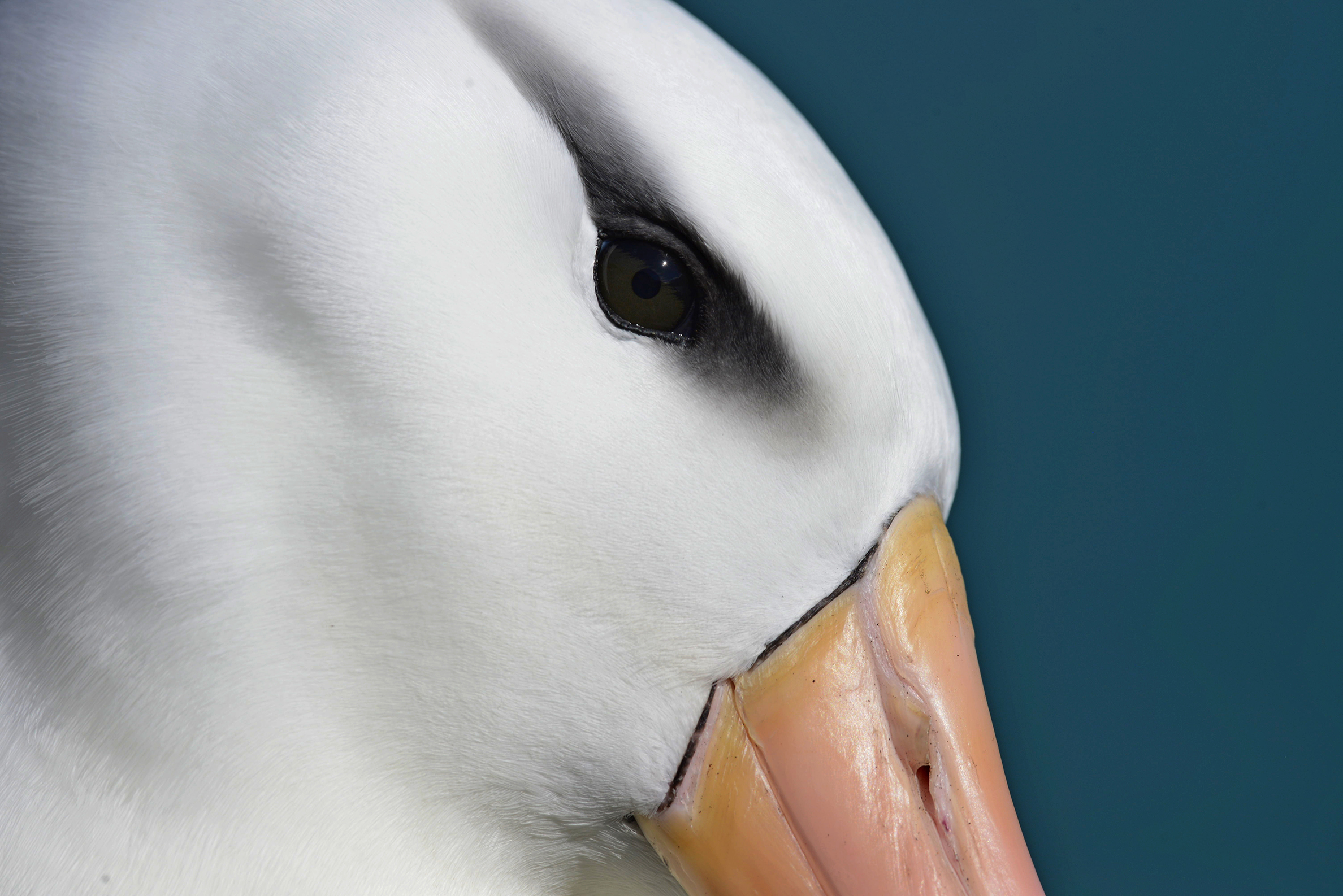 Close-up of a white bird's face with a black eye patch and a pale orange beak against a blue background