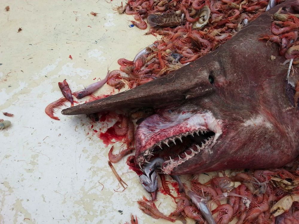 goblin shark