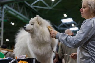A fluffy white dog being groomed by their owner.