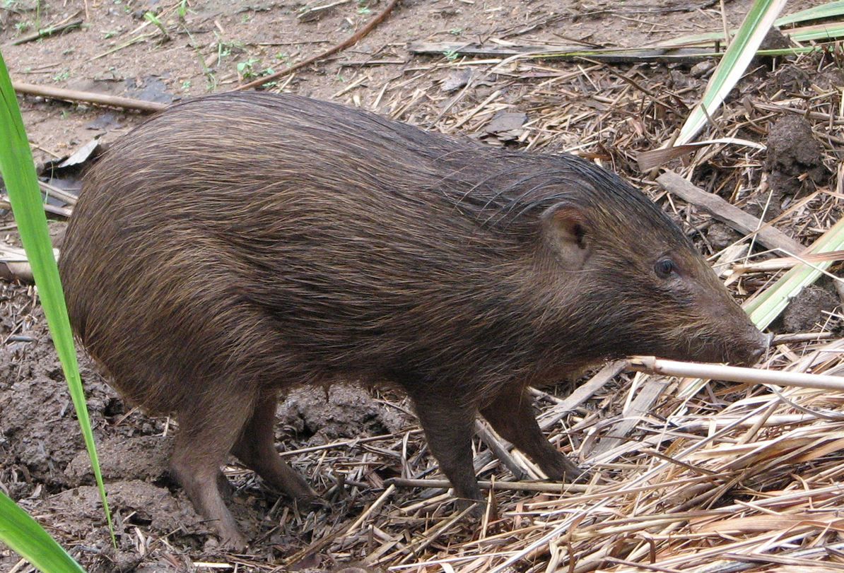 A pygmy hog. 