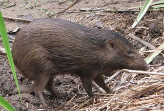 A pygmy hog. 