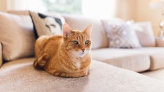 Cat on couch