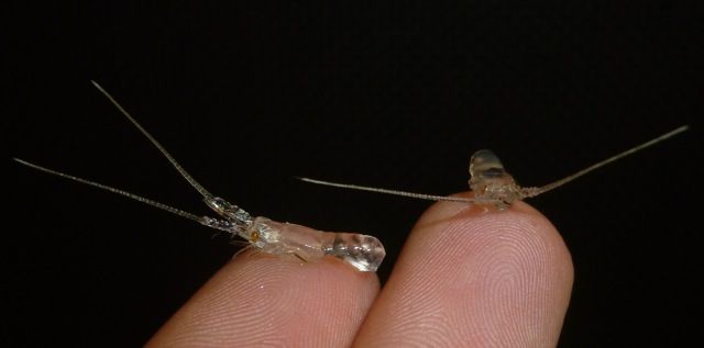 Spiny lobster postlarvae are transparent