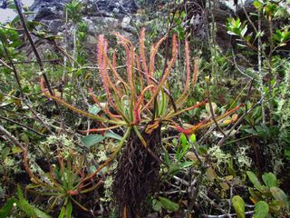 Giant Sundew - Drosera magnifica