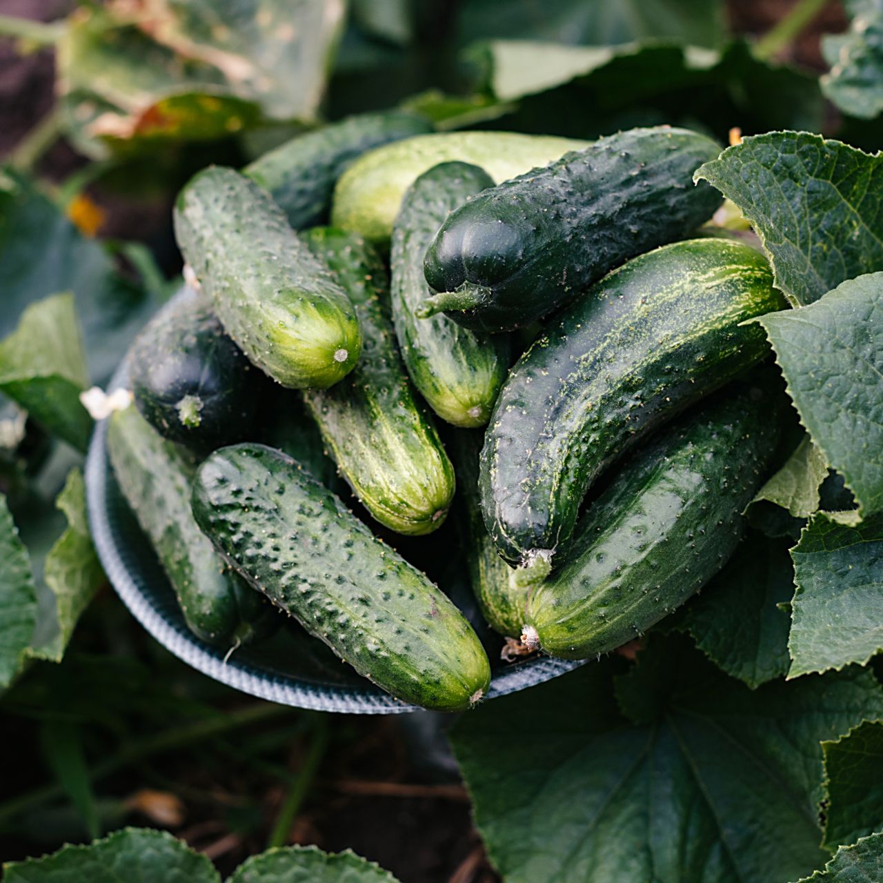 bowl of cucumbers in garden