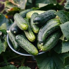 bowl of cucumbers in garden