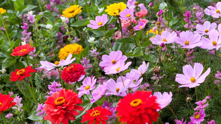 brightly colored zinnas and cosmos growing in a flower bed