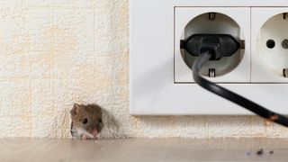 A mouse poking its head through a hole in the wall next to a power outlet in a home