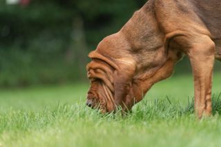 Bloodhound with nose to the ground