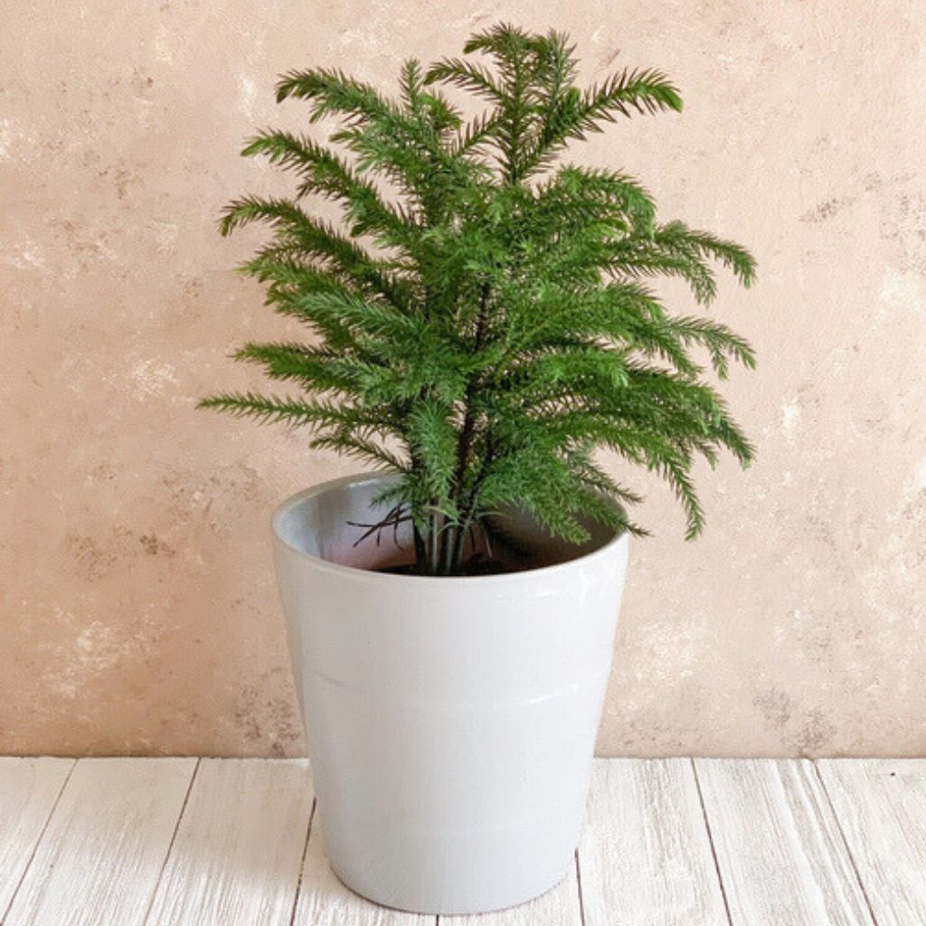 Top 10 Questions About Norfolk Island Pine Trees | Gardening Know How