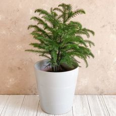 Potted Norfolk Island Pine Houseplant