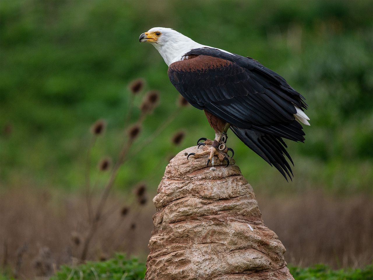 Hawk at Hawk Conservancy Trust, Hampshire, sitting on mound
