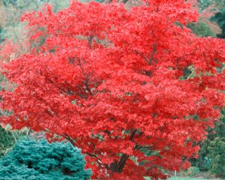 Scarlet leaves of Acer palmatum ‘Osakazuki’ in fall