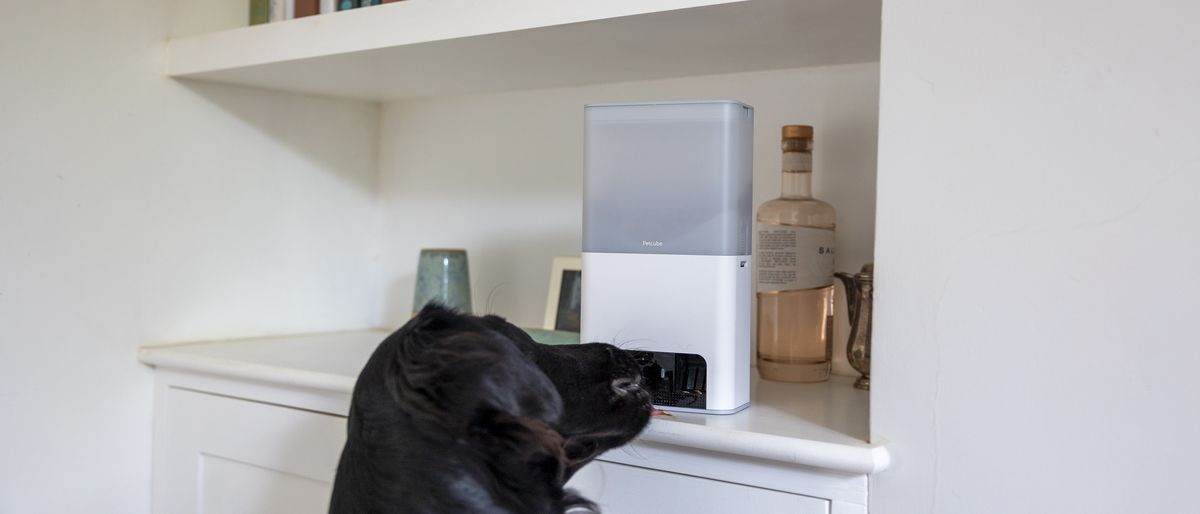 A black retriever sniffing the Petcube Bites 2 Lite camera