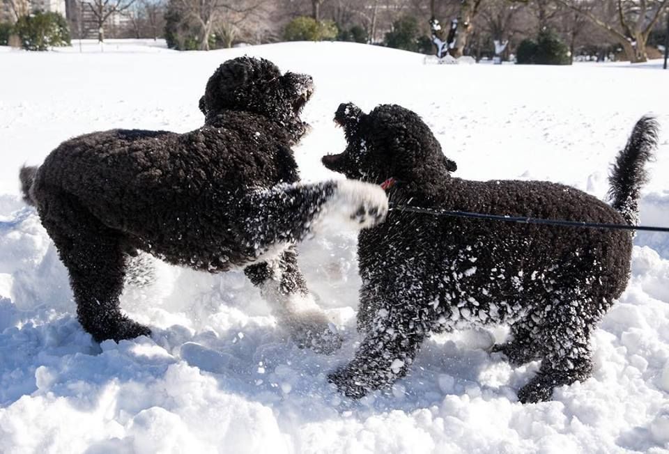 Sunny and Bo.