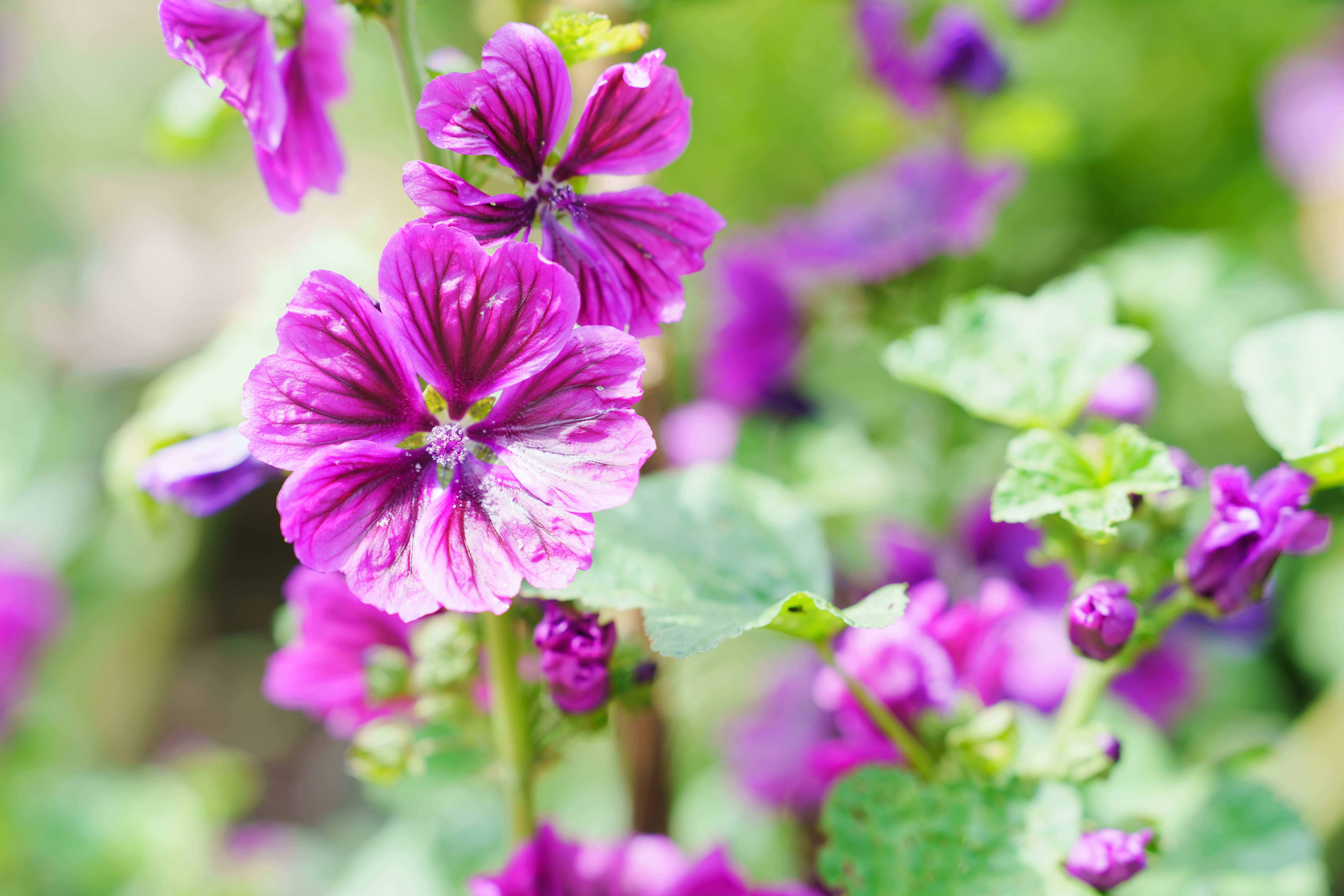 A photo of a purple flower.