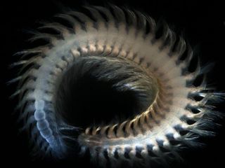 A possible new species of ocean-dwelling polychaete worm.