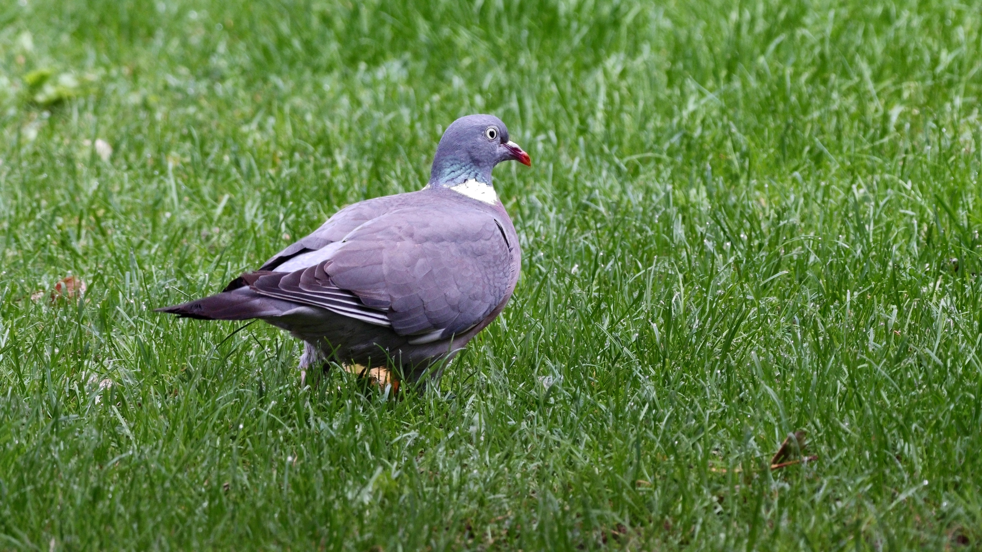 A photo of a pigeon on a lawn, taken with the Dwarf III smart telescope