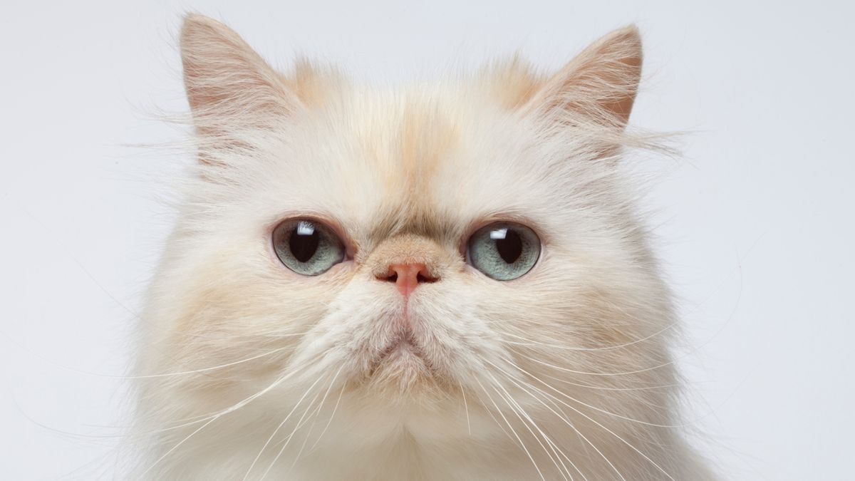 Close-up portrait of Persian cat