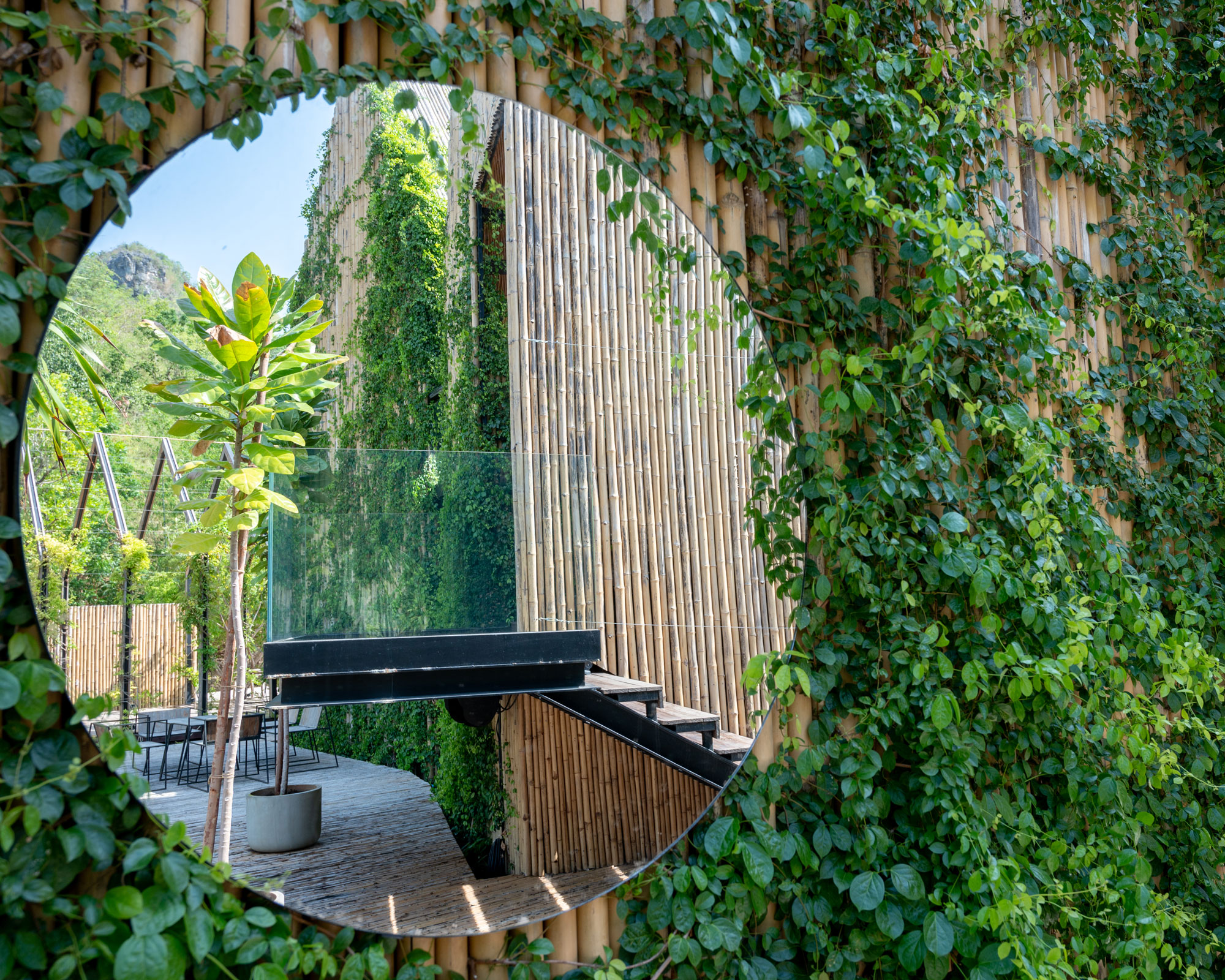 bamboo fence covered with ivy, with a reflective mirror showing a patio design and plants