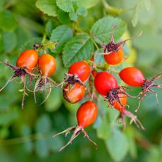 rose hips on a mature rose bush in late summer