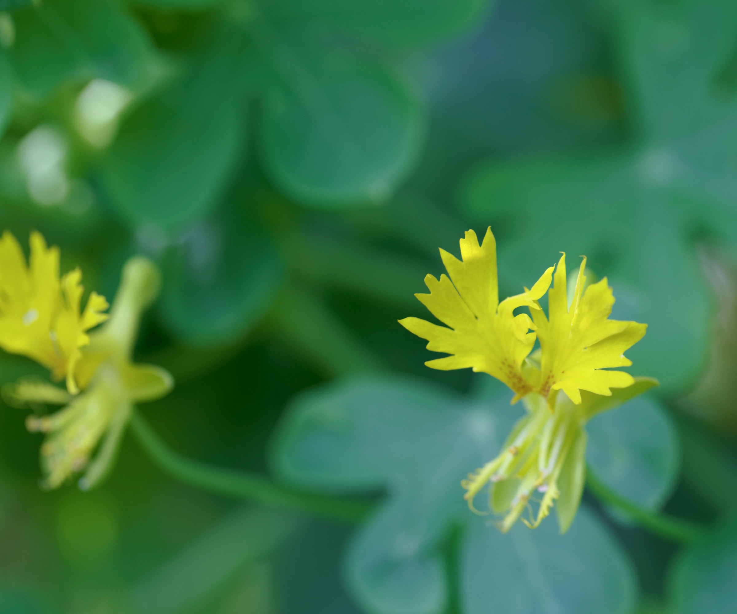 Tropaeolum peregrinum, or the Canary Creeper, with yellow flowers in a garden border