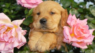 Golden Labrador puppy surrounded by pink roses